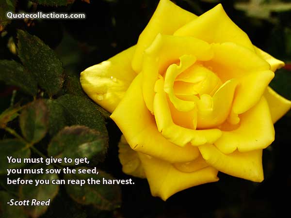 Scott Reed Quotes3